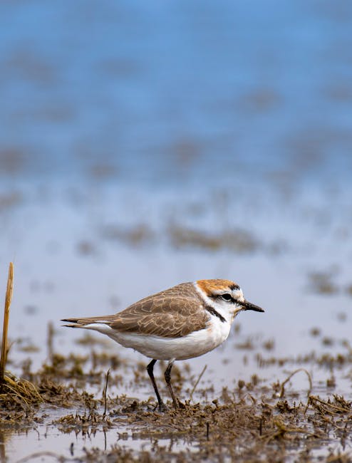 A small shorebird, likely a sanderling, standing on a muddy, damp surface near the edge of a body of water. The bird has light brown and white plumage with a distinctive black eye stripe, and is posit